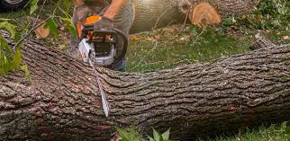 Best Root Management and Removal  in Ller, WA