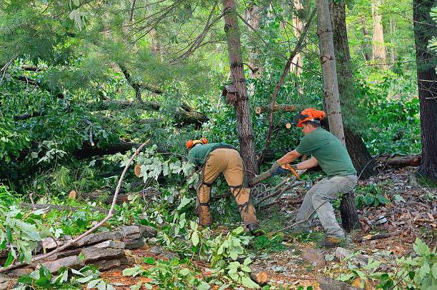 Best Tree Trimming and Pruning  in Ller, WA