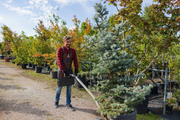 How Our Tree Care Process Works  in  Waller, WA